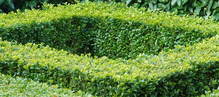 Tuinplant van de maand Maart: Buxus