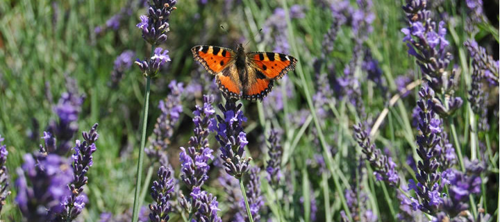 Tuinplant van de maand April: Lavendel