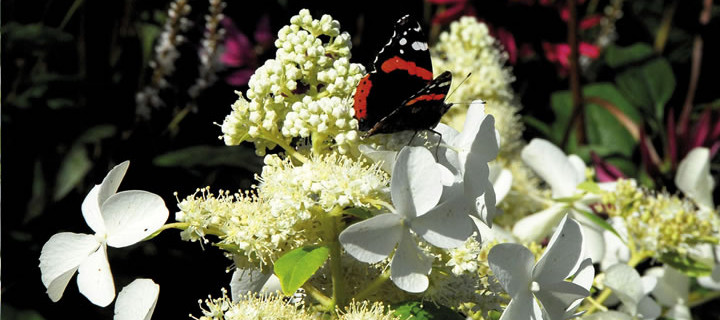 Vrolijke vlinderhortensia