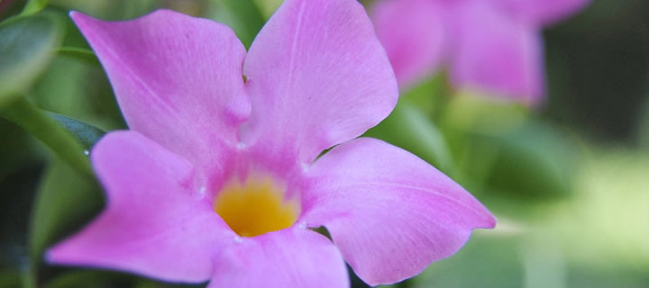 Mandevilla