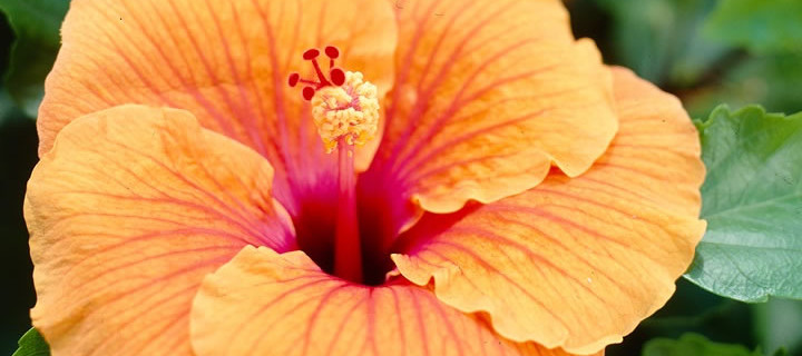 Tuinplant van de maand juli: Hibiscus