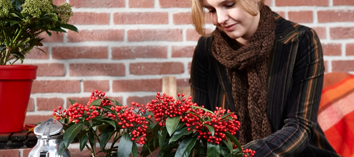 Skimmia boeit elk seizoen