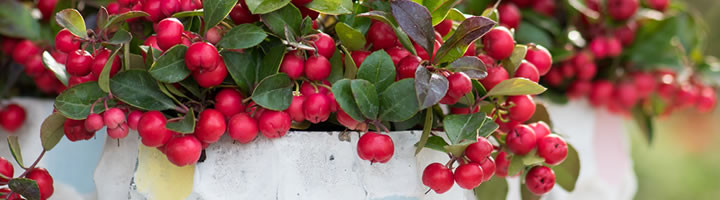 Tuinplant van de Maand november: Bergthee