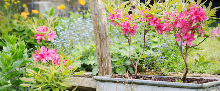 Tuinplant van de Maand maart: Azalea