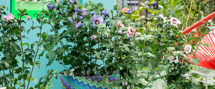 Terrasplant van het Jaar 2016: Hibiscus