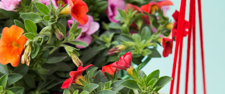 Tuinplant van de Maand april: mini-petunia