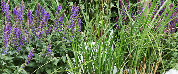 Tuinplant van de Maand mei: Salie