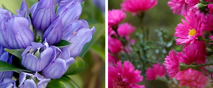 Laatbloeiende vaste planten brengen kleuren als edelstenen in de tuin