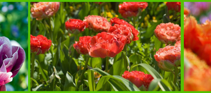Dubbele tulpen dragen titel Bloembol van het jaar