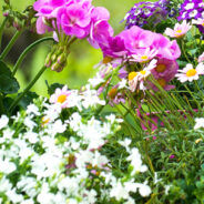 Planten en bloemen mei