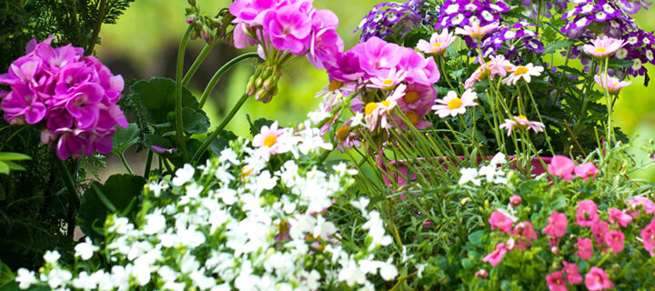 Planten en bloemen mei